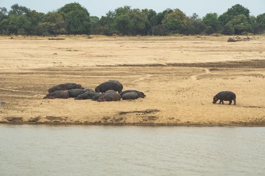 An amazing view of a group of hippos resting on the sandy banks of an African river