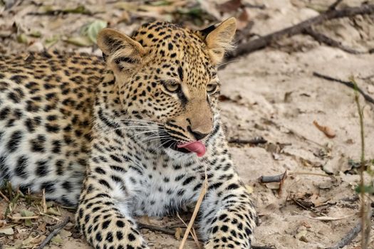 A close-up of a leopard cub resting in the bush after eating