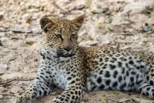 A close-up of a leopard cub resting in the bush after eating