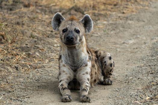 A wonderful closeup of spotted hyena in the savanna