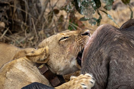 A close-up of a beautiful lioness feeding on a freshly killed buffalo.