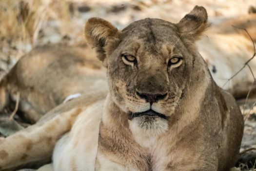 A close-up of a beautiful lioness resting after hunting