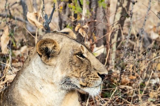 A close-up of a beautiful lioness resting after hunting