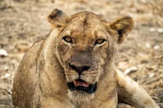 A close-up of a beautiful lioness resting after hunting