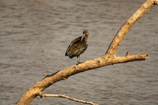 A close-up of a wonderful ibis hadada standing on a tree