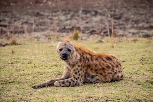 A wonderful closeup of spotted hyena in the savanna