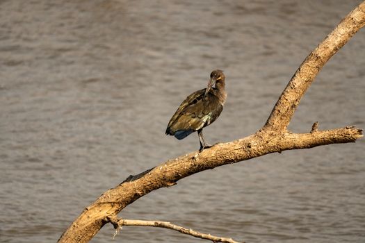 A close-up of a wonderful ibis hadada standing on a tree