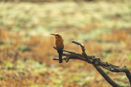 A close-up of two white fronted bee eaters resting on a tree