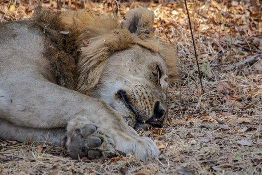 A close-up of a beautiful lion resting after hunting