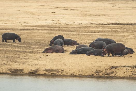 An amazing view of a group of hippos resting on the sandy banks of an African river