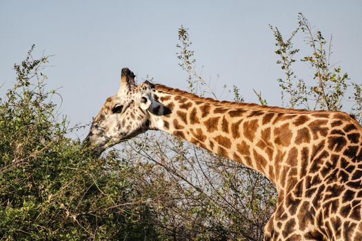 A close-up of a huge giraffe eating in the bush