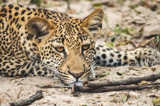 A close-up of a leopard cub resting in the bush after eating