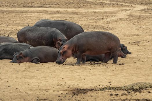 An amazing view of a group of hippos resting on the sandy banks of an African river