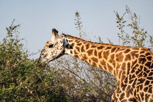 A close-up of a huge giraffe eating in the bush