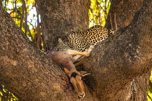 A close-up of a leopard eating an impala on a tree