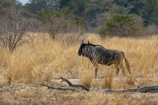 An amazing close up of a isolated wildebeest moving in the bush