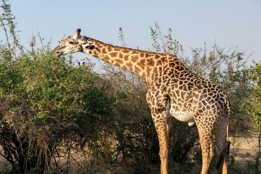 A close-up of a huge giraffe eating in the bush