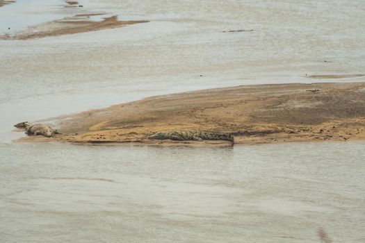 An mazing view of a group of crocodiles resting on the sandy banks of an African river