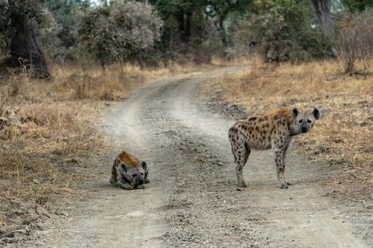 A wonderful closeup of spotted hyenas in the savanna