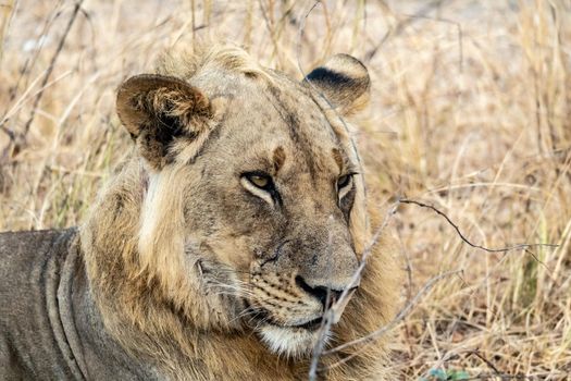 A close-up of a beautiful lion resting after hunting