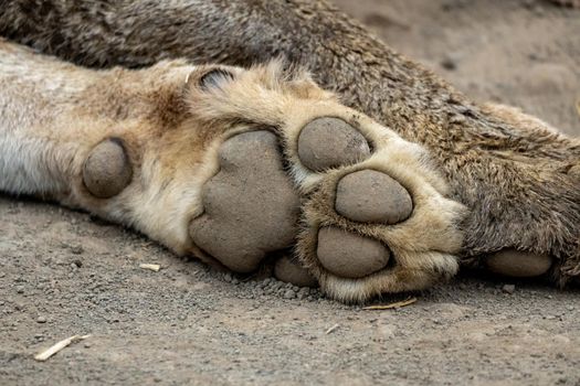 A close-up of a huge paw of lion resting after hunting