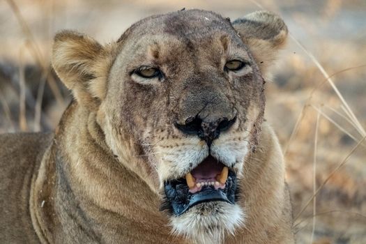 A close-up of a beautiful lioness resting after hunting