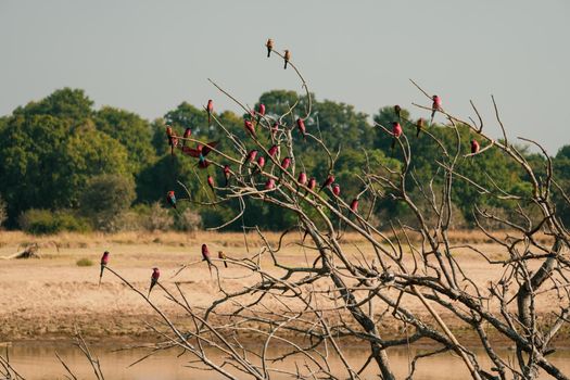 A close-up of a carmine bee-eater flock resting on a tree