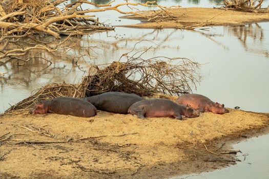 An amazing view of a group of hippos resting on the sandy banks of an African river