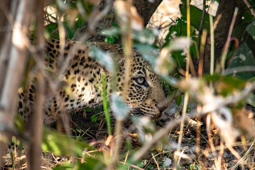 A close-up of a leopard eating an impala in the bush