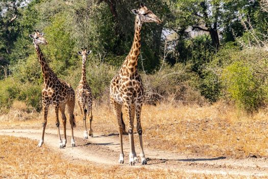 A close-up of a group of giraffes eating in the bush