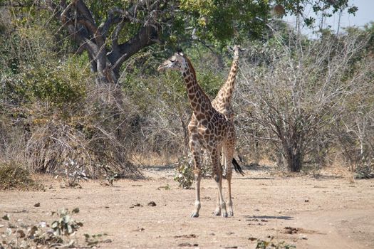 A close-up of a group of giraffes eating in the bush