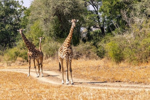 A close-up of a group of giraffes eating in the bush