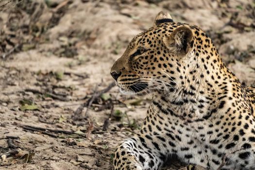 A close-up of a leopard resting in the bush after eating