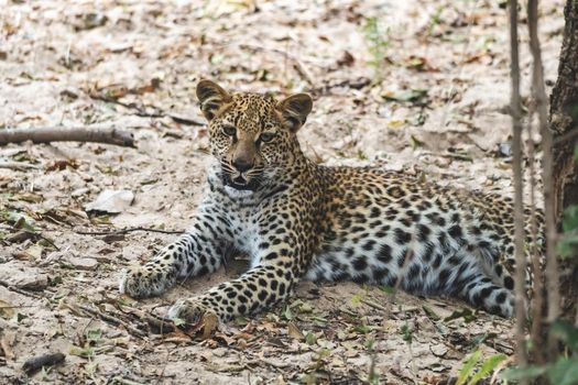 A close-up of a leopard cub resting in the bush after eating