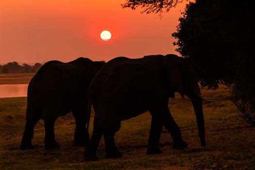 An amazing close up of huge elephants moving on the sandy banks of an African river at the sunset