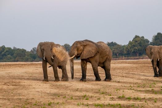 An amazing close up of huge elephants moving on the sandy banks of an African river