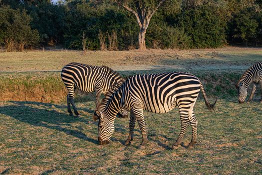 A close-up of a group of zebras eating in the savanna