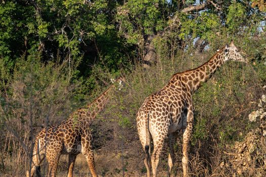 A close-up of a group of giraffes eating in the bush