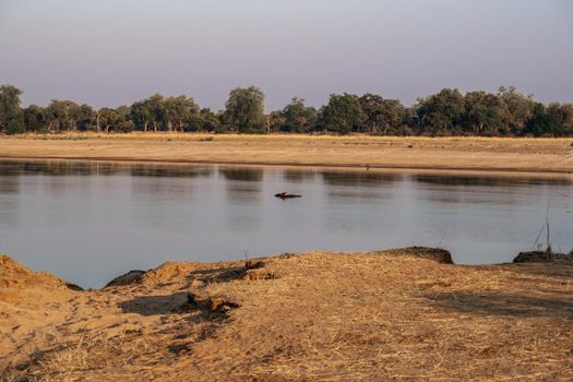 An amazing view of a group of hippos resting in an African river