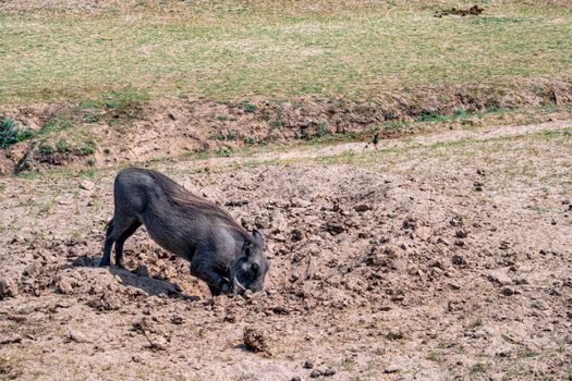 A close-up of a huge warthog eating in the savanna