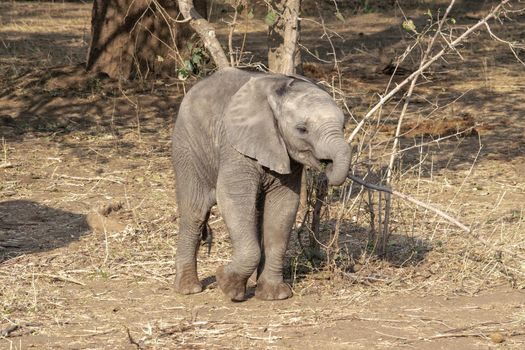 An amazing close up of an elephant cub on the sandy banks of an African river