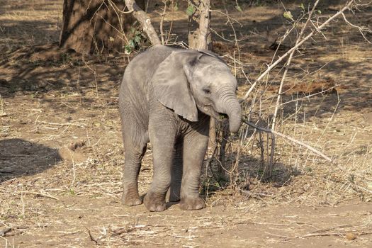 An amazing close up of an elephant cub on the sandy banks of an African river