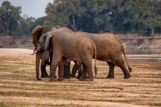 An amazing close up of huge elephants moving on the sandy banks of an African river