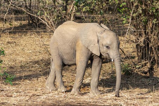 An amazing close up of an elephant cub on the sandy banks of an African river