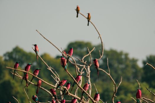 A close-up of a carmine bee-eater flock resting on a tree