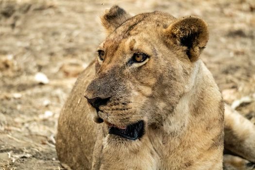 A close-up of a beautiful lioness resting after hunting