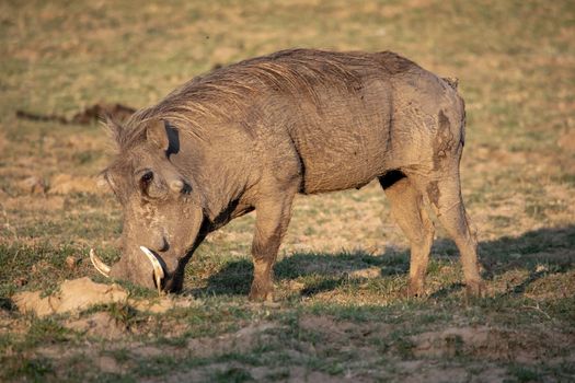 A close-up of a huge warthog eating in the savanna