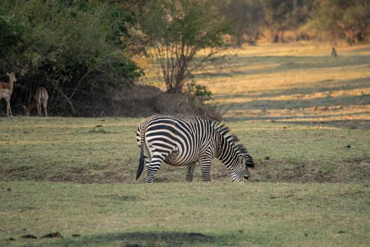 A close-up of a pregnant zebra eating in the savanna