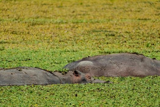 An amazing view of a group of hippos resting in an African lagoon