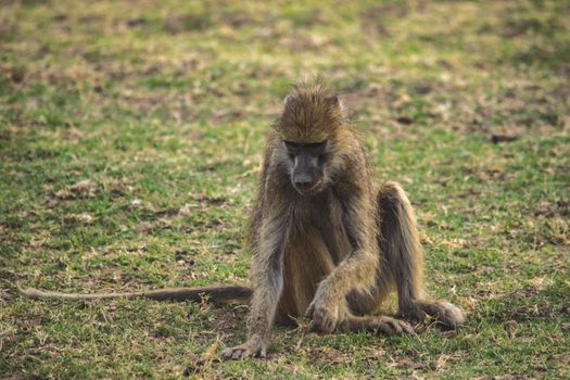 A close-up of a huge baboon seating in the savanna